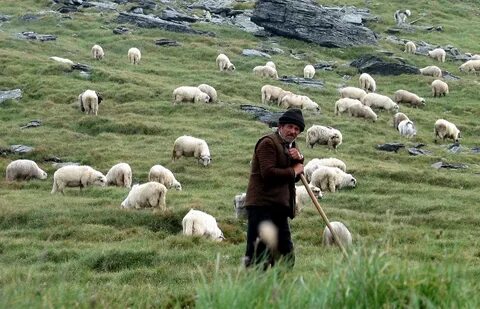 Обзор - Житель Кабардино-Балкарии тайно ушел из дома, чтобы пасти овец 