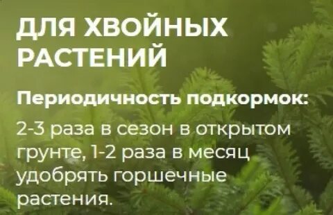Подкормка хвойников осенью