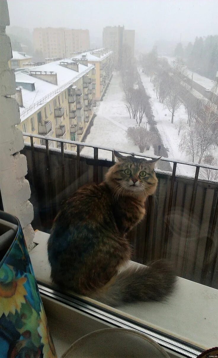 Выпусти меня погулять. Кот на балконе. Кот на балконе зимой. Балкон для кошек. Балкон зимой.