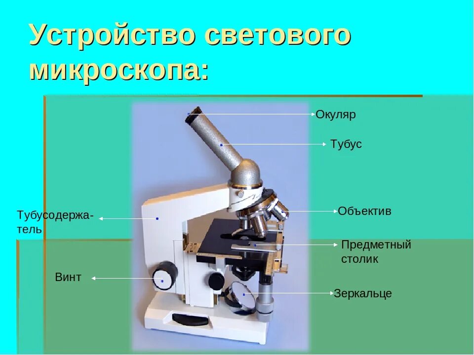 Части микроскопа выполняют функции предметный столик. Окуляр микроскопа строение микроскопа. Строение окуляра микроскопа. Строение микроскопа тубус. Световой микроскоп тубус строение.