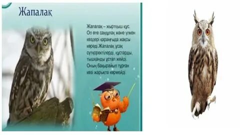 Кемпірдің қытығы, кемпірдің қынабы, әженің клиторы