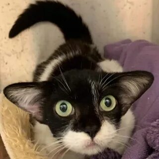 Кот йода
