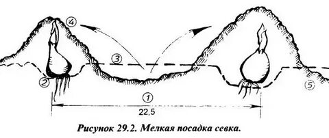 Посадка чеснока расстояние между зубчиками и рядами