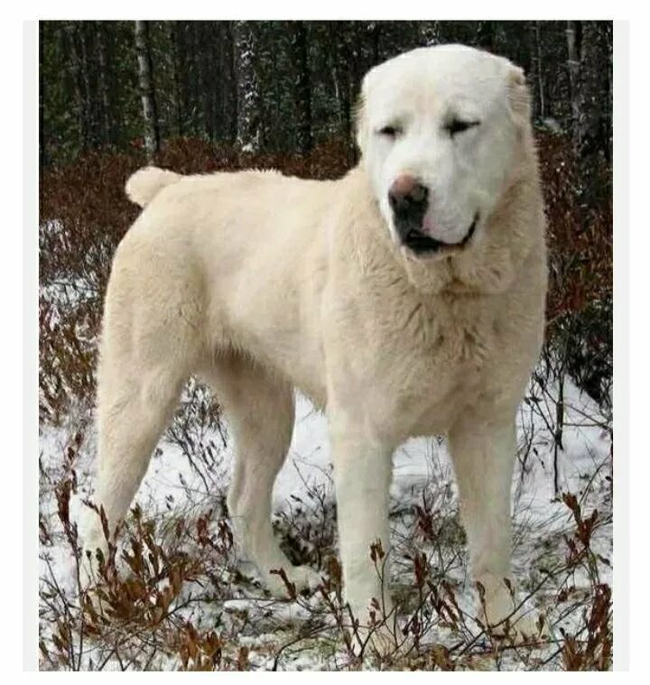 Азиат овчарка фото