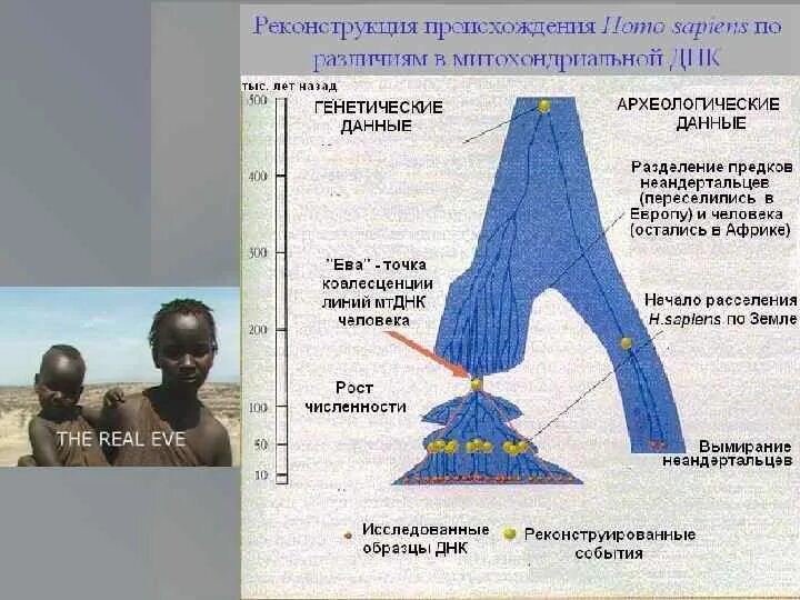 Определение последовательности митохондриальной днк неандертальца. Концепция митохондриальной евы.