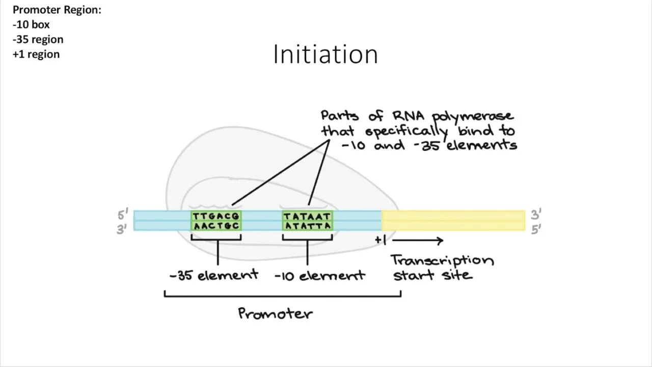 Transcription initiation elongation. Транскрипция ДНК промотор. Promoter DNA. RNAP Transcription Molecular Motor.