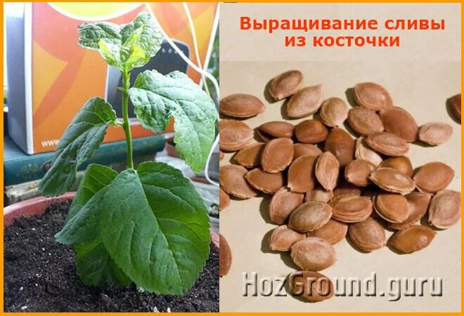 Вырастить сливу из косточки. Слива с косточкой. Росток нектарина из косточки. Прорастить косточку авокадо. Прорастить абрикос из косточки.