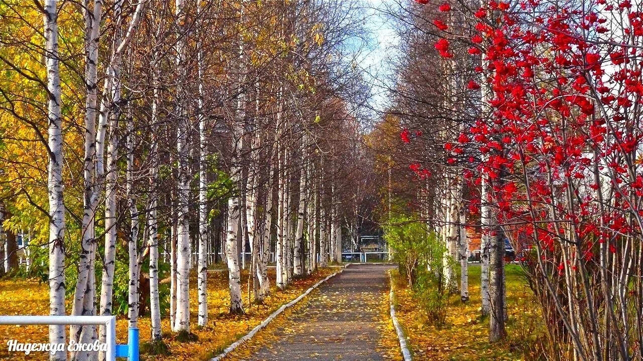 В парке 40 берез количество каштанов. Берёзовая роща парк Новосибирск. Березовая роща Северодвинск. Рябиновый сквер Березники. Рябиновая аллея Мурманск.