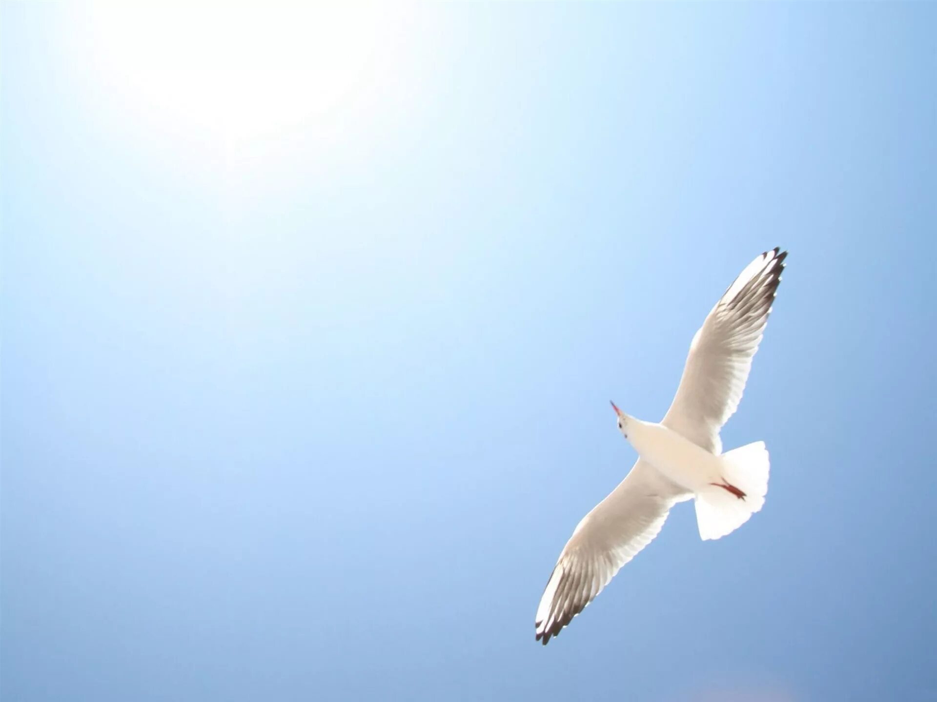 Белая птица летает в небе. Белая птица в небе. Белые птицы в небе. Парящая птица в небе. Белая птица в небе.