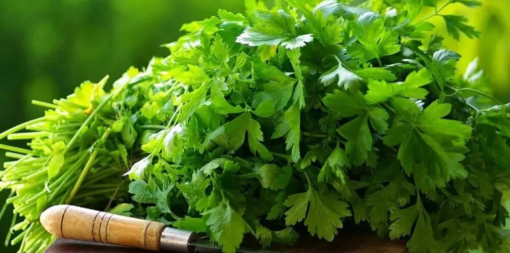 Зелень чей. Кинза. fresh netto зелень кинзы. кориандр. зелень на столе.
