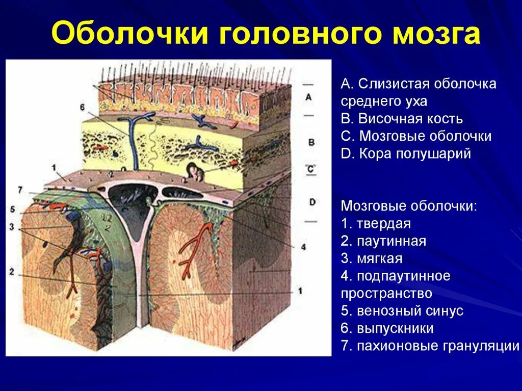 Головной мозг покрыт оболочками. Оболочки головного мозга твердая паутинная и мягкая. Сосудистая оболочка головного мозга строение. Поперечный срез оболочек головного мозга. Твердая мозговая оболочка головного мозга схема.