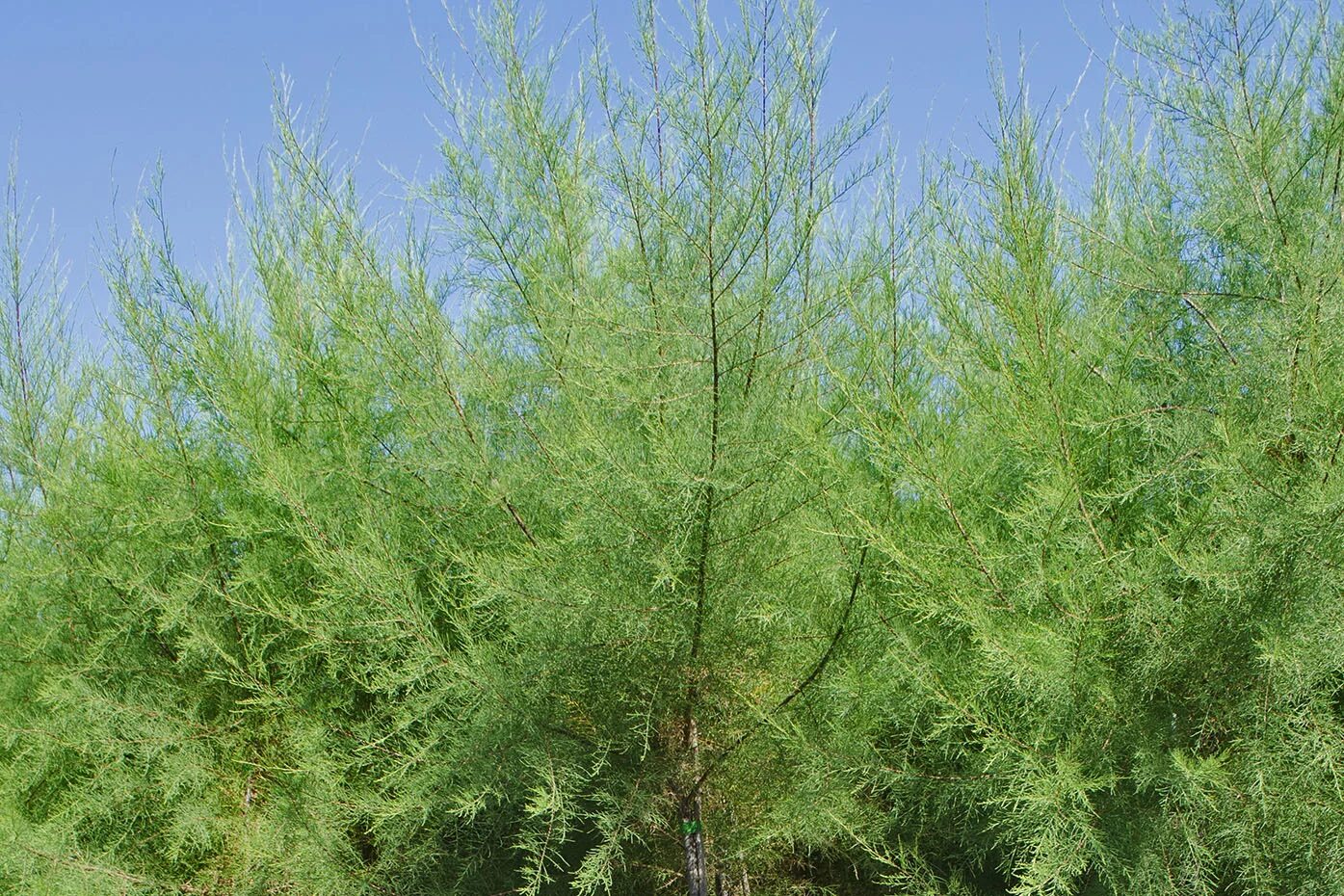 Божье дерево фото и описание кустарника. Полынь древовидная артемизия. Тамарикс пятитычинковый. Полынь абротан божье дерево. Полынь укропное дерево.