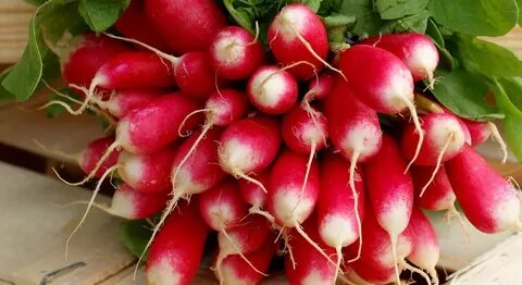 Семена редиса перед посадкой
