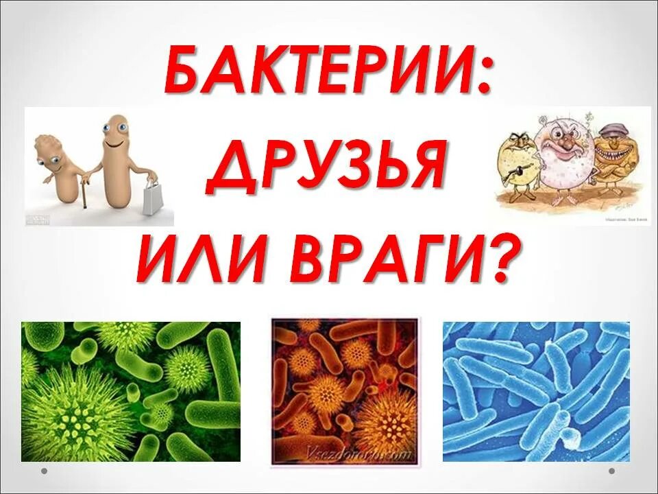 Друг микроб