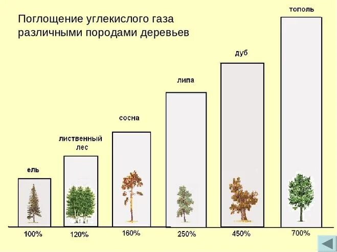 Сравнение сама по себе природа. Поглощение углекислого газа деревьями. Поглощение углекислого газа различными породами деревьев. Деревья поглощающие углекислый ГАЗ. Деревья которые поглощают много воды.