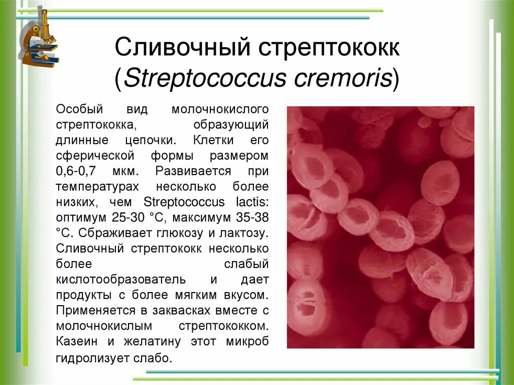 Сливочный стрептококк. Стрептококковая инфекция. Тест стрептококк группы а