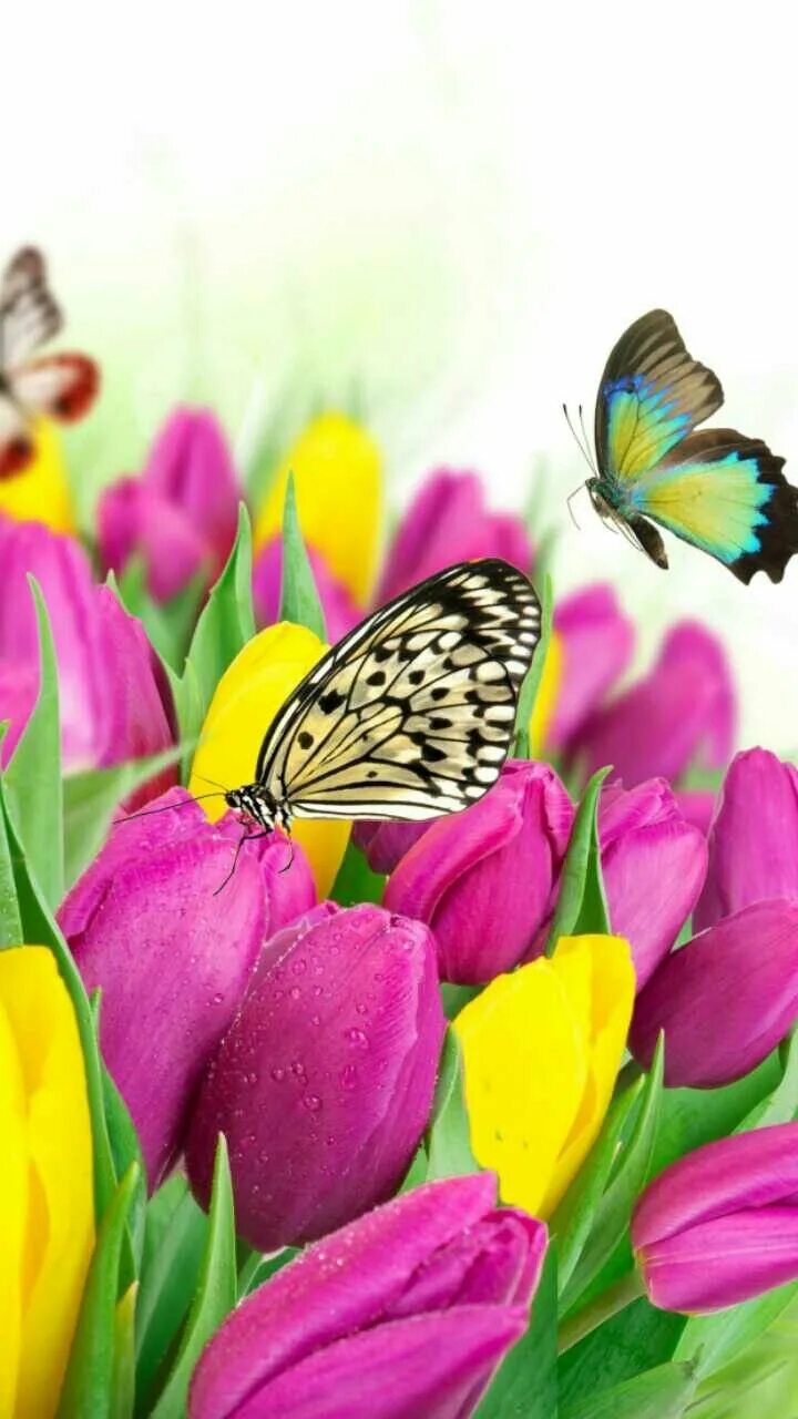 Картинки на телефон март вертикальные. Яркие цветы весны. Тюльпаны разноцветные. Красивые яркие весенние цветы. Красивые весенние цветы и бабочки.