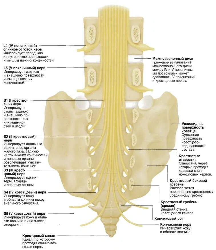 Поясница крестец. Спинномозговые нервы крестец. Анатомия поясничного отдела и крестца. Крестец нервы анатомия. Нервные сплетения пояснично крестцового отдела позвоночника.