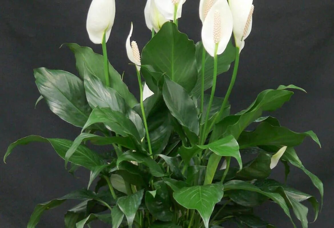 Спатифиллум мелкий. Spathiphyllum wallisii. Спатифиллум геликониелистный. Спатифиллум ложковидный. Спатифиллум цветок женского счастья.