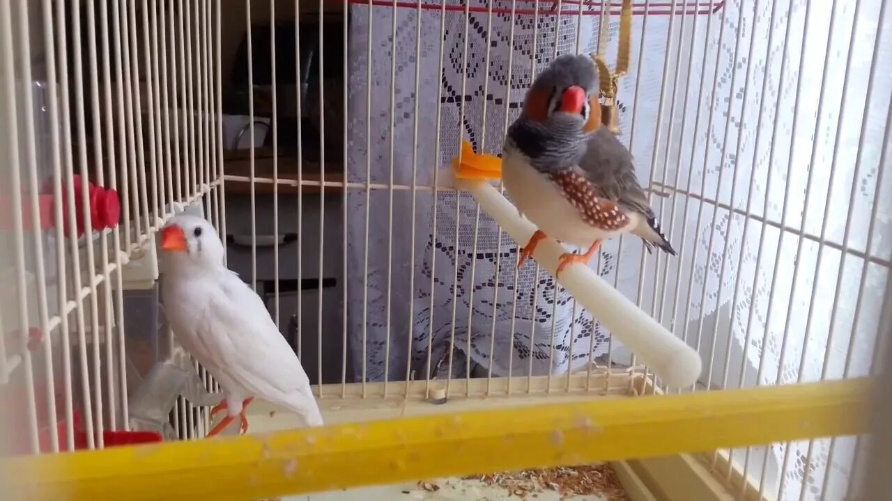 Японские амадины в клетке. Домик для зебровых амадин. Зебровые амадины корм. Зебровая амадина на руке. Условия содержания амадинов.