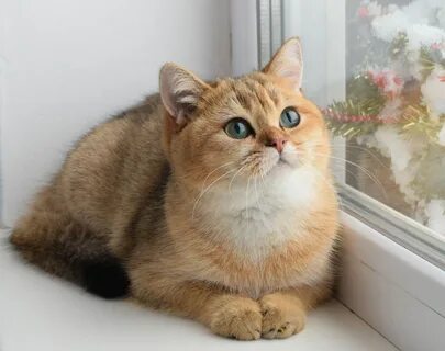 Британский золотистый кот