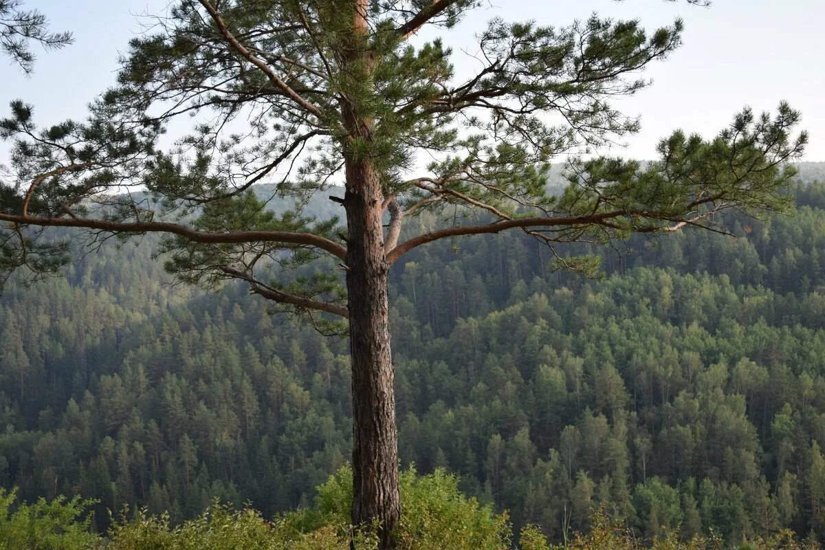 Гудящие сосны. Сосна обыкновенная сосна Лесная. Красноярский край Таежная сосна. Сосна обыкновенная в тайге России. Уральская Тайга сосны.