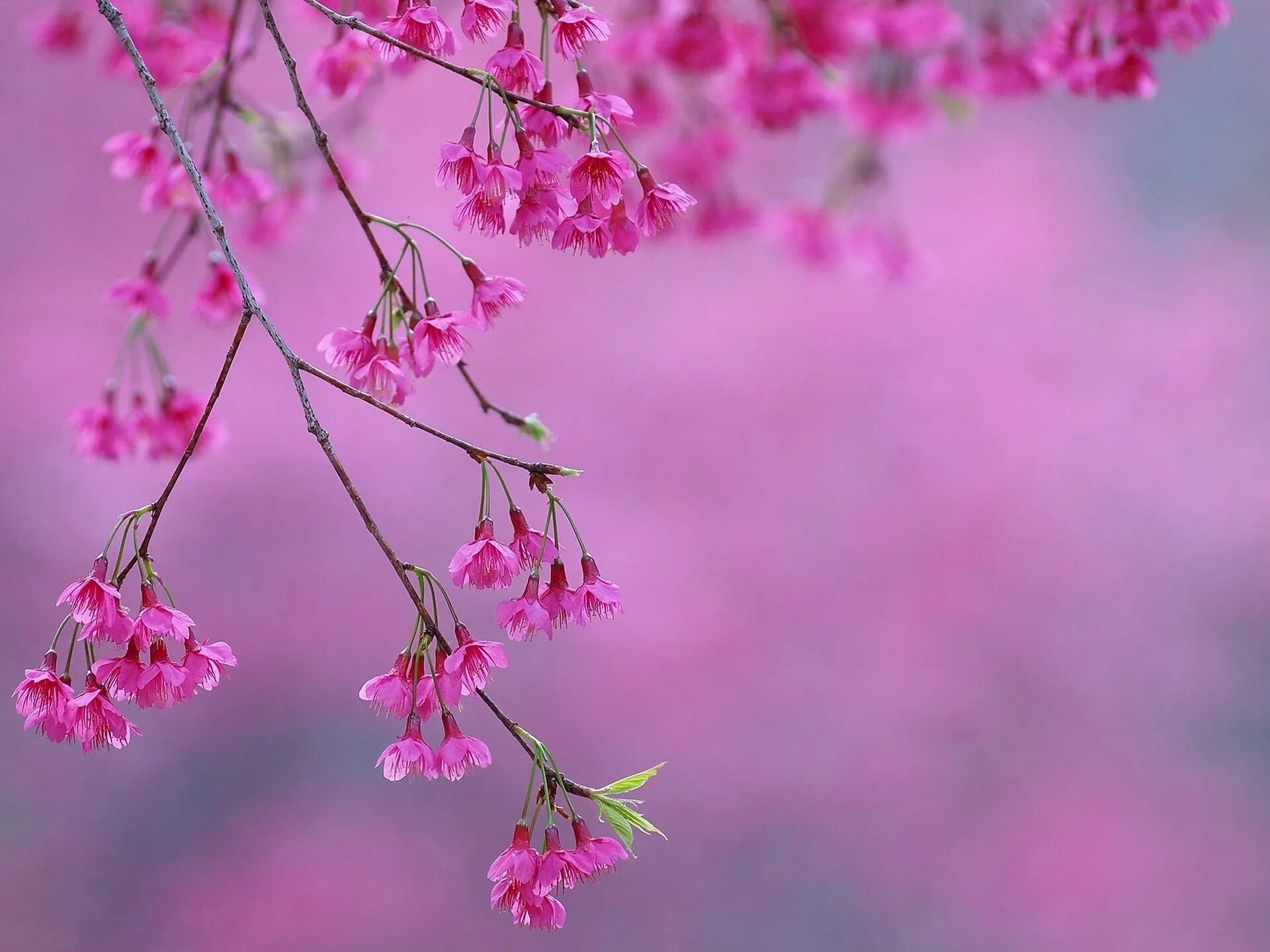 Весенний розовый цвет. Хонор сакура. Черри блоссом. Нежный цветок. Японские плакучие вишни.