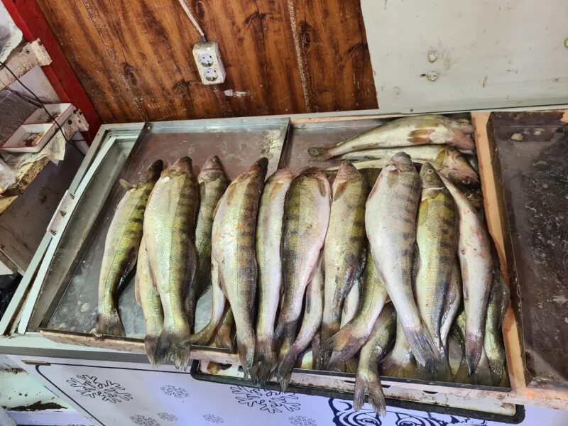 Какая рыба в астрахани в апреле. Рыбы Астраханской области. Рыба Астраханка. Рыба на рынке.
