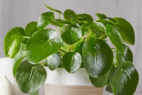Plant 2020