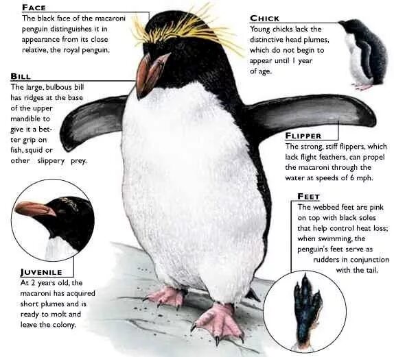 Penguin транскрипция