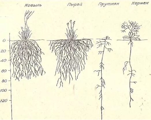 Корневая система степных растений. Длинные корни у степных растений. Корневая система в степи. Степь растения корневища.