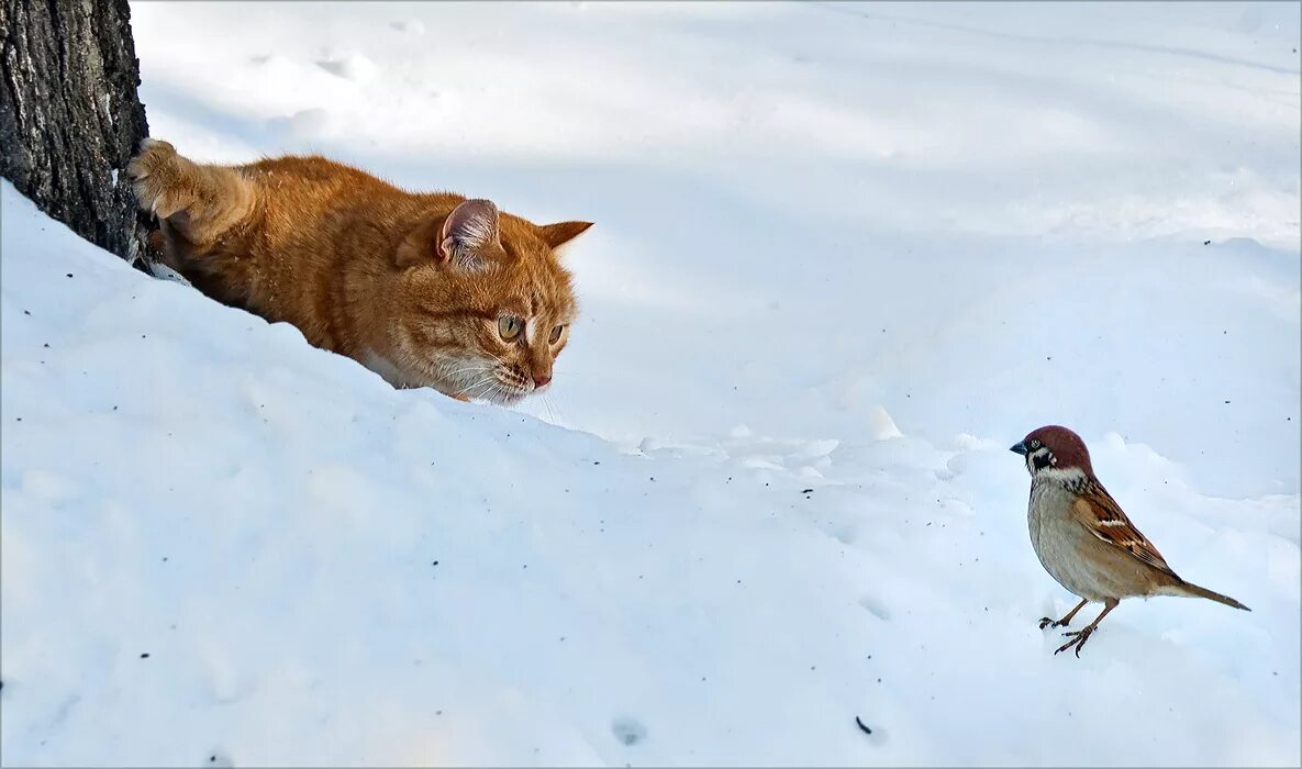 Спойте пять. Кошка охотится за птицей. Кот и Воробей. Кот охотится на воробья. Кот охотится зимой.