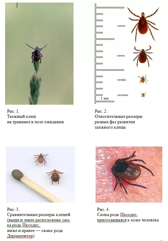 Размер клеща в зависимости от времени. Личинка энцефалитного клеща. Размер клеща в мм. Как выглядит самка клеща. Сколько живет клещ в квартире