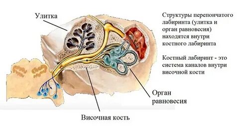 Внутреннее ухо содержит
