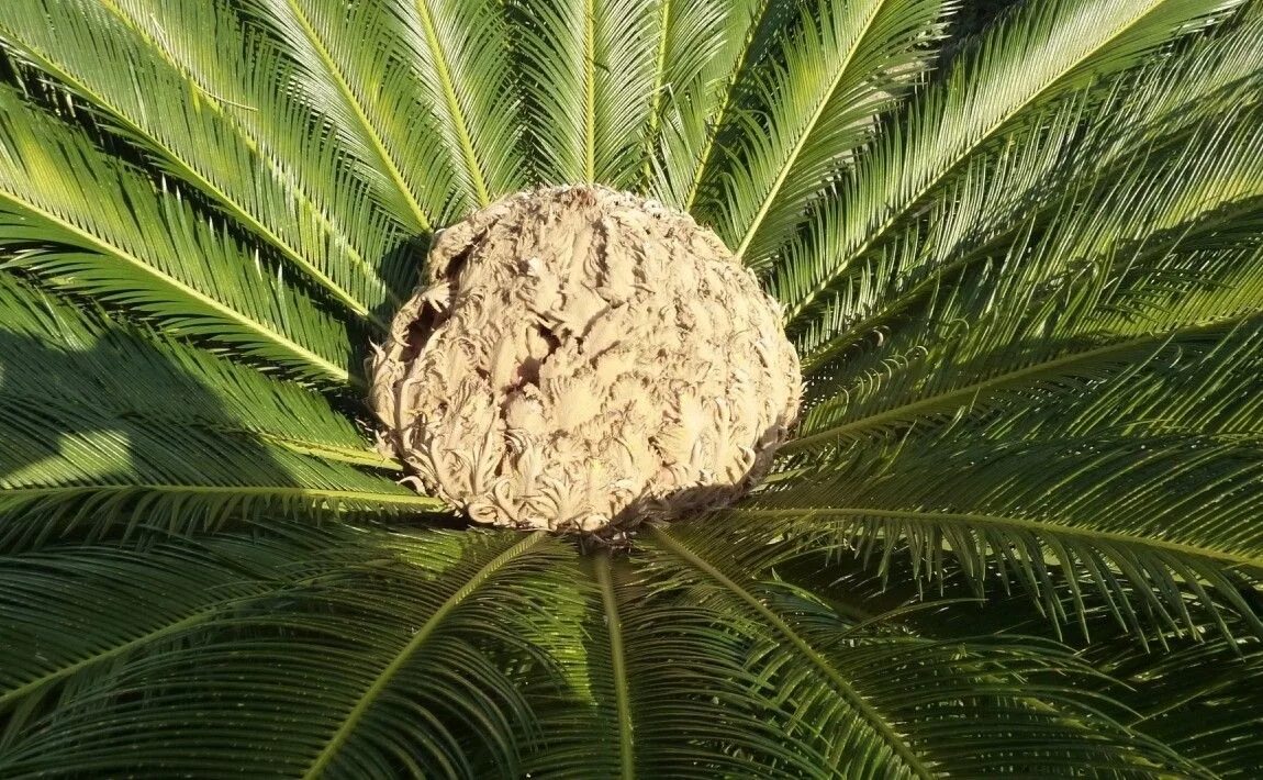 Кустарниковая пальма икея. Пассифлора голубая (passiflora caerulea). Пальма домашняя разновидности. Растение напоминающее. Растение напоминающее.