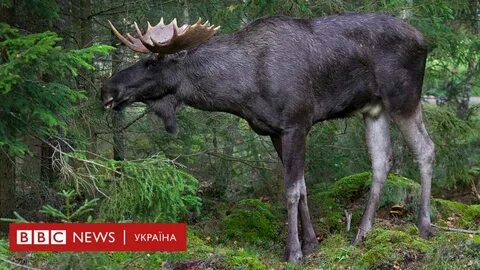Лось какой вид животного