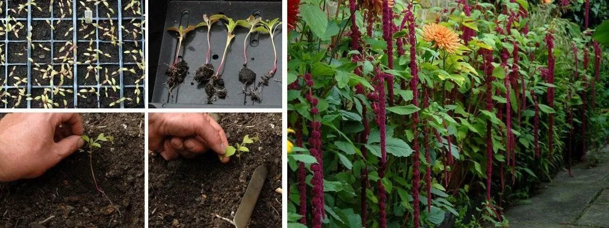 Амарант вишневый бархат рассада. Целозия гребенчатая пикировка. Амарант вишневый бархат. Амарант когда сеять на рассаду. Амарант ростки всходы.