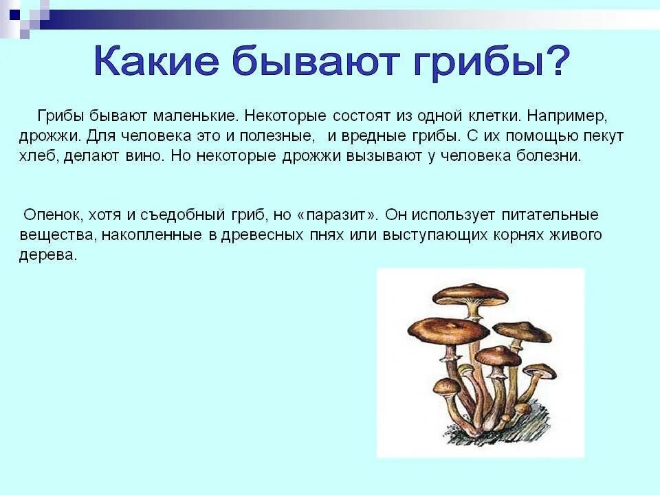 Грибы могут вызвать. Условно съедобные грибы биология 5 класс. полезные грибы для человека. полезные и вредные грибы для человека. опасные грибы.