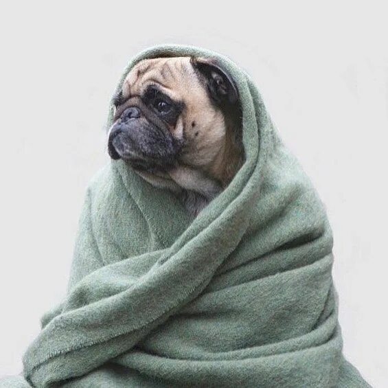 Собака в пледе мем Dog Burritos (20 pics) Animals Beautiful dogs, Cute animals и Funny dogs