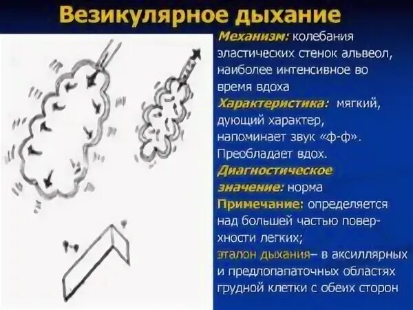 Изменения везикулярного дыхания. Изменения везикулярного дыхания