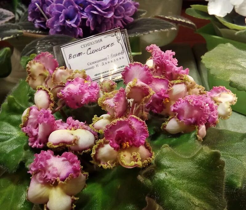 фиалка ле вера. фиалка polkagris.