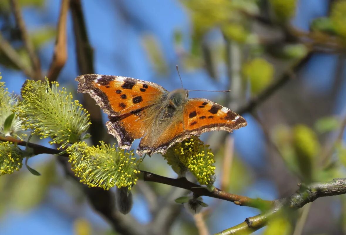 бабочка весной какая