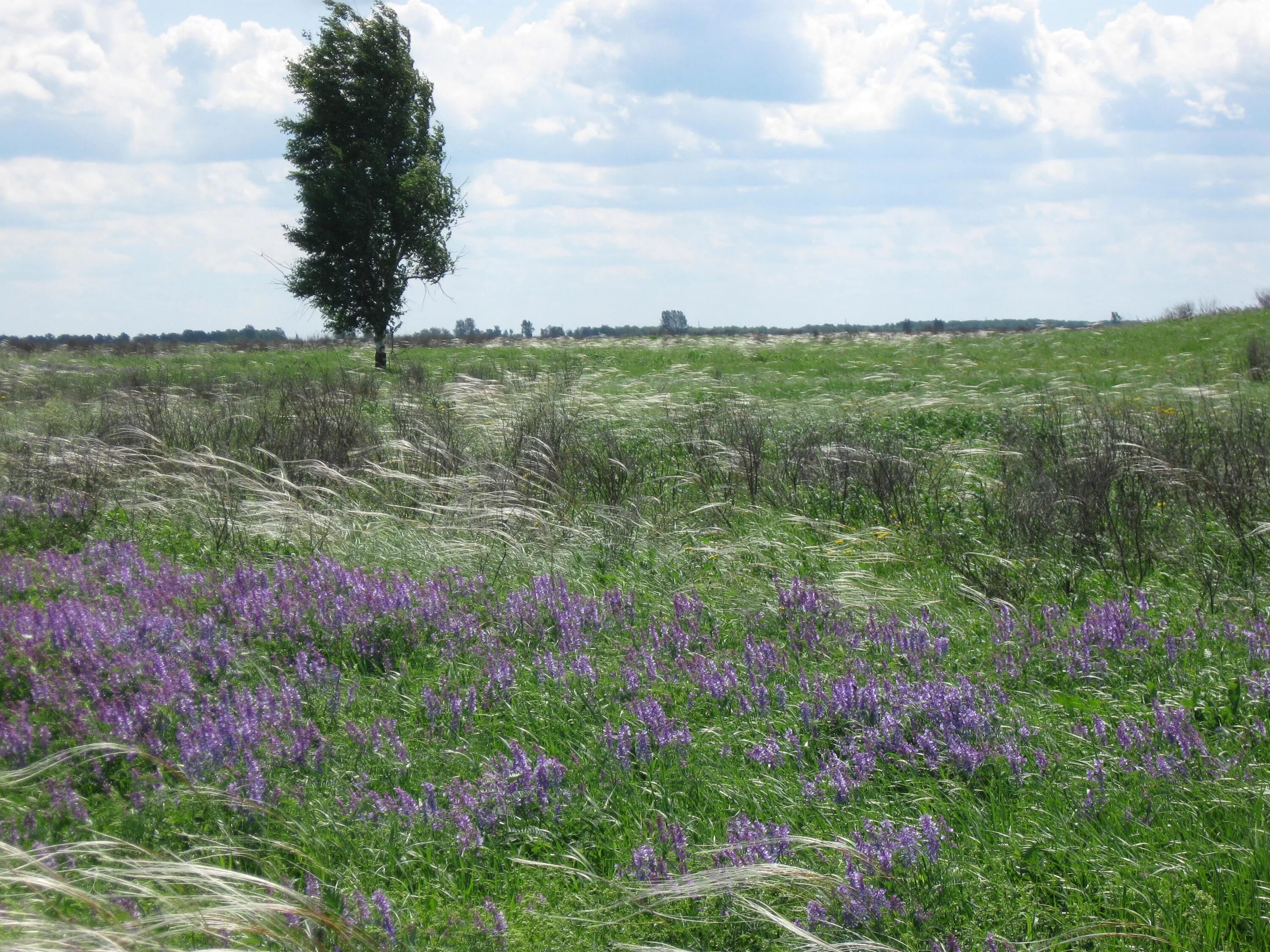 Курская лесостепь. Стрельцовская степь луганская область. Приволжская лесостепь заповедник. Заповедник приволжская лесостепь ульяновской области. Природный заповедник «приволжская лесостепь».