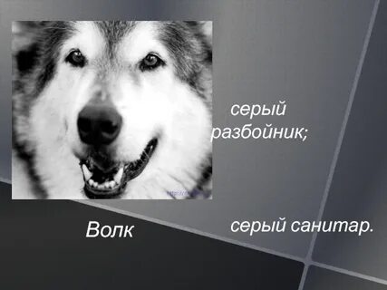 Корень слова волк
