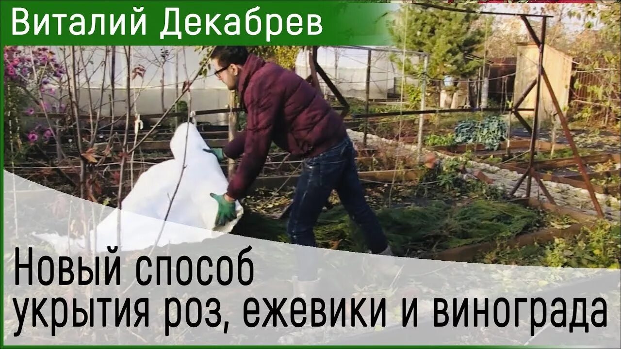 Как убрать ежевику на зиму. Грядки виталия декабрева. укрытие ежевики на зиму. укрытие винограда и ежевики на зиму. декабрев грядки с укрытием.