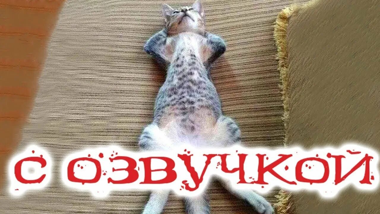 Включи приколы с озвучкой. Смешные котики с озвучкой. Смешные коты с озвучкой Доми шоу. Смешные животные с озвучкой 2023. Смешные котики с озвучкой 2023.