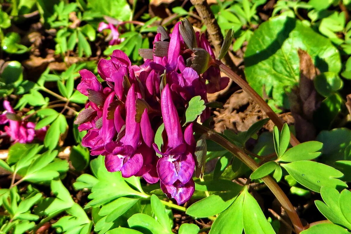 Хохлатка Галлера. Хохлатка (Corydalis). Хохлатка дымянкообразная. Хохлатка пионолистная.