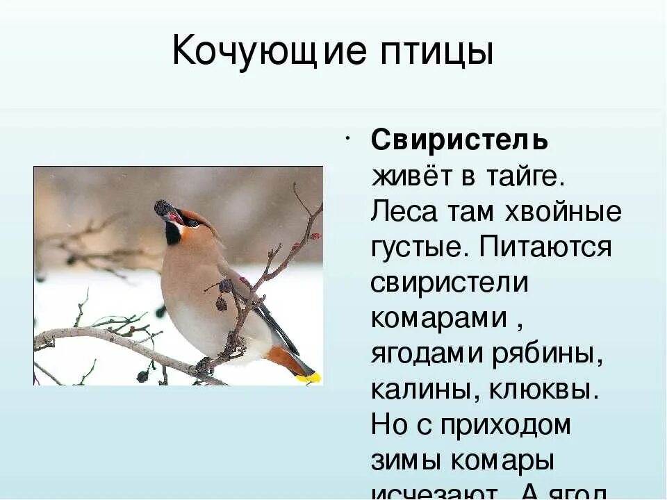Кочующие птицы. Зимующие и Кочующие птицы. Кочующие птицы свиристель. Сообщение о кочующих птицах. Свиристель перелетная или зимующая