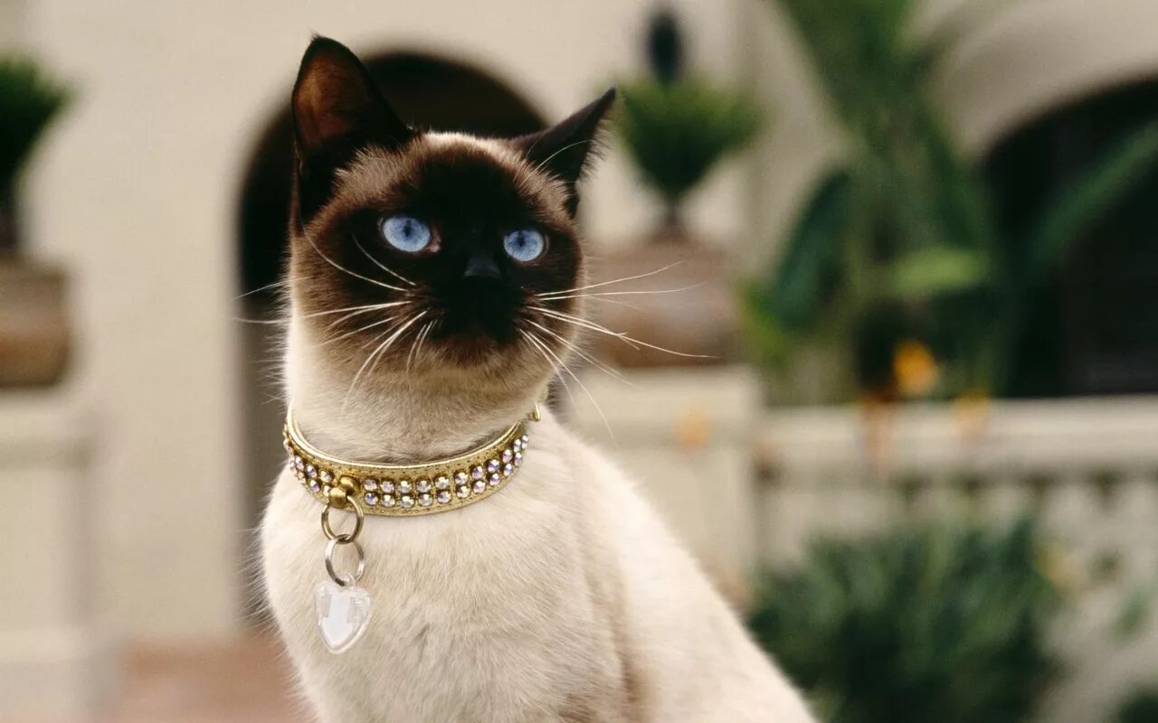 Кошачий кот. Кошачий кот