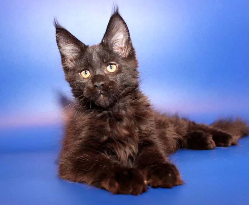 фумия томодзаки. ханда-кун / handa-kun [1-12 из 12]. ханда кун гиф. микошиба микото. хорватия 1 куна 1993.